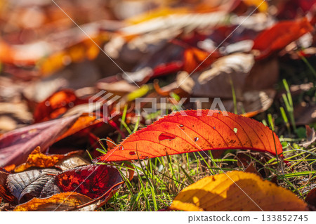 Fallen leaves pile up in Fushimi Ward, Kyoto City Fallen leaves pile up in Fushimi Ward, Kyoto City 133852745