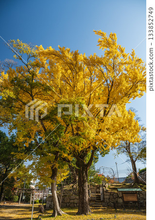 Late autumn in Yodo Castle Ruins Park, where ginkgo trees turn yellow, Fushimi Ward, Kyoto City Late autumn in Yodo Castle Ruins Park, where ginkgo trees turn yellow, Fushimi Ward, Kyoto City 133852749