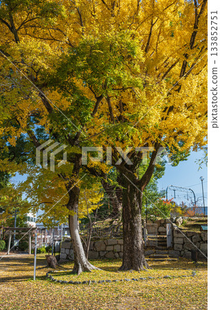 京都市伏見區淀城遺址公園的深秋景色,銀杏樹已泛黃。 京都市伏見區淀城遺址公園的深秋景色,銀杏樹已泛黃。 133852751
