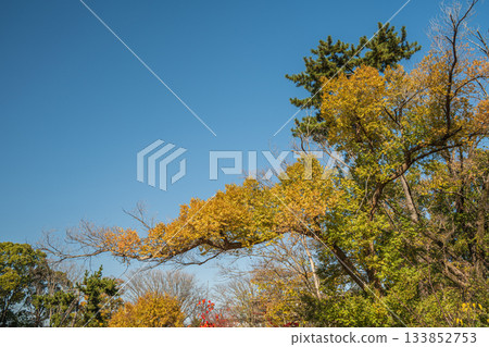 京都市伏見區淀城遺址公園的深秋景色 京都市伏見區淀城遺址公園的深秋景色 133852753