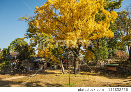 Late autumn in Yodo Castle Ruins Park, where ginkgo trees turn yellow, Fushimi Ward, Kyoto City 133852756