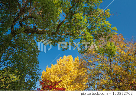 Late autumn in the forest of Yodo Castle Ruins Park, Fushimi Ward, Kyoto City Late autumn in the forest of Yodo Castle Ruins Park, Fushimi Ward, Kyoto City 133852762