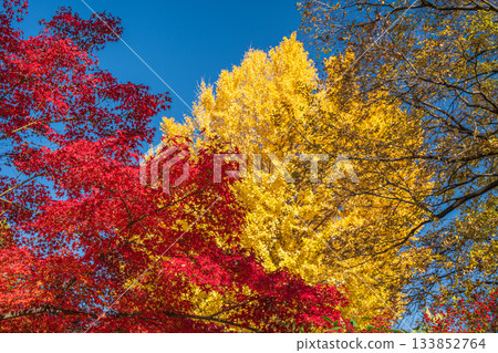 Late autumn in the forest of Yodo Castle Ruins Park, Fushimi Ward, Kyoto City 133852764
