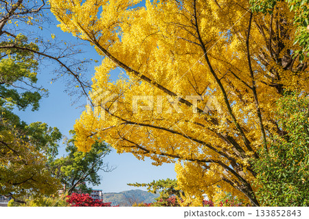 京都市伏見區淀城遺址公園的銀杏樹,秋末景色宜人 京都市伏見區淀城遺址公園的銀杏樹,秋末景色宜人 133852843
