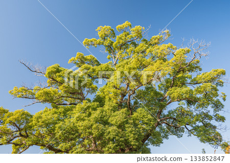 Large tree in Yodo Castle Ruins Park in late autumn, Fushimi Ward, Kyoto City 133852847