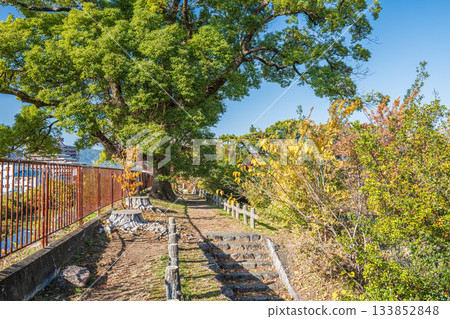 Yodo Castle Ruins Park in late autumn, Fushimi Ward, Kyoto City 133852848