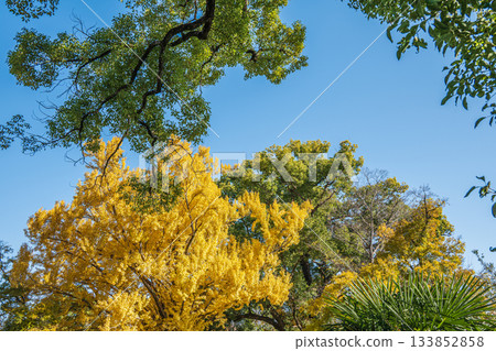 京都市伏見區淀城遺址公園的深秋景色 133852858