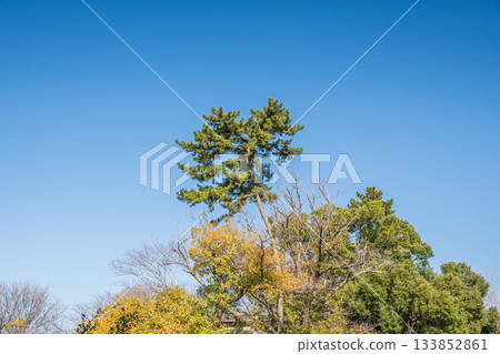 深秋的淀城遺址公園:松樹在湛藍的天空下閃閃發光,位於京都市伏見區 深秋的淀城遺址公園:松樹在湛藍的天空下閃閃發光,位於京都市伏見區 133852861