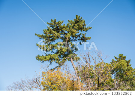 深秋的淀城遺址公園：松樹在湛藍的天空下閃閃發光，位於京都市伏見區 133852862
