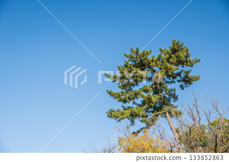 深秋的淀城遺址公園：松樹在湛藍的天空下閃閃發光，位於京都市伏見區 133852863