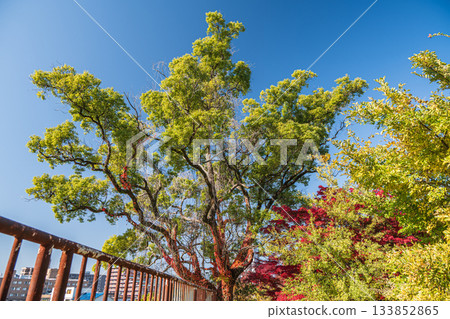 京都市伏見區淀城遺址公園的深秋景色 133852865