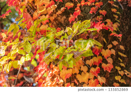 Late autumn in the forest of Yodo Castle Ruins Park, with yellow leaves, Fushimi Ward, Kyoto City 133852869