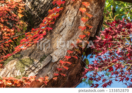 Late autumn in the forest of Yodo Castle Ruins Park. A large tree entangled in autumn ivy. Fushimi Ward, Kyoto City. 133852870
