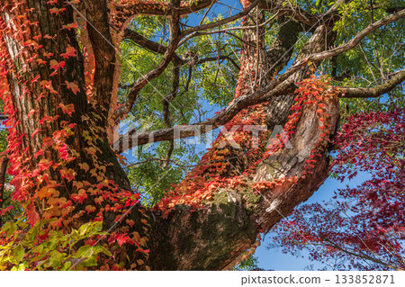 Late autumn in the forest of Yodo Castle Ruins Park. A large tree entangled in autumn ivy. Fushimi Ward, Kyoto City. Late autumn in the forest of Yodo Castle Ruins Park. A large tree entangled in autumn ivy. Fushimi Ward, Kyoto City. 133852871