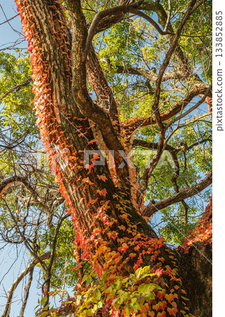 深秋時節,在淀城遺址公園的森林裡,一棵大樹被秋天的常春藤纏繞。京都市伏見區。 深秋時節,在淀城遺址公園的森林裡,一棵大樹被秋天的常春藤纏繞。京都市伏見區。 133852885