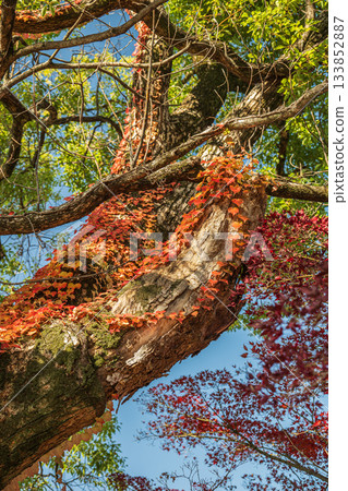 深秋時節,在淀城遺址公園的森林裡,一棵大樹被秋天的常春藤纏繞。京都市伏見區。 深秋時節,在淀城遺址公園的森林裡,一棵大樹被秋天的常春藤纏繞。京都市伏見區。 133852887