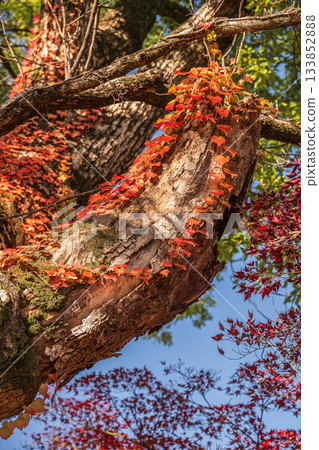 深秋時節，在淀城遺址公園的森林裡，一棵大樹被秋天的常春藤纏繞。京都市伏見區。 133852888