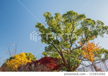 京都市伏見區淀城遺址公園的深秋景色 京都市伏見區淀城遺址公園的深秋景色 133852892
