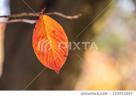 Autumn leaves which foliage leaves 133852897