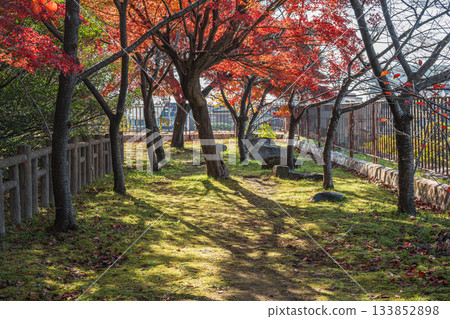 Late autumn in the forest of Yodo Castle Ruins Park, Fushimi Ward, Kyoto City 133852898