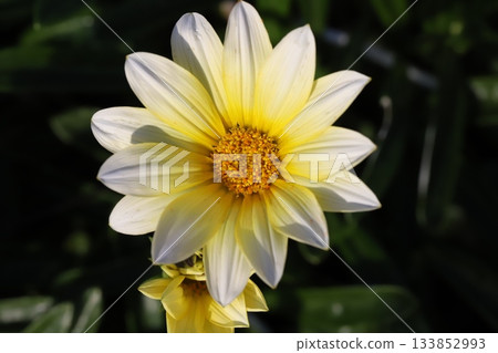 White and yellow bicolored gazania flowers blooming in an autumn garden White and yellow bicolored gazania flowers blooming in an autumn garden 133852993