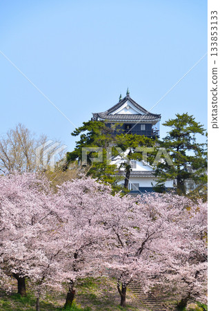 岡崎城的櫻花 133853133