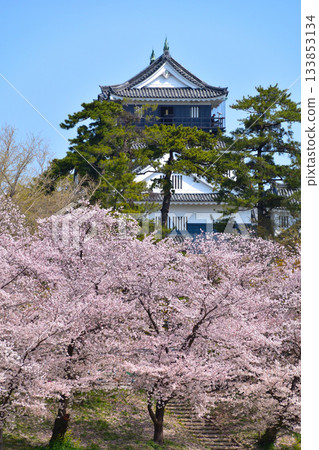 岡崎城的櫻花 133853134