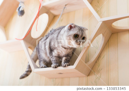 Inquisitive young cat sitting on wall mounted wooden shelf 133853345
