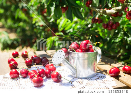 ripe juicy cherry berry in small tin can on lace napkin on table in cherry garden 133853348
