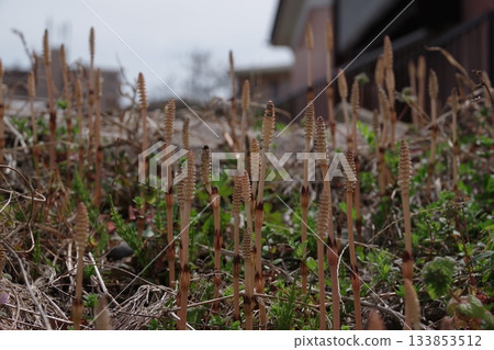 The invincible weed Tsuchibushi-nbo 4 that heralds the arrival of spring The invincible weed Tsuchibushi-nbo 4 that heralds the arrival of spring 133853512