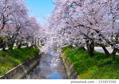 Cherry blossoms at Gojo River in Iwakura Cherry blossoms at Gojo River in Iwakura 133853560