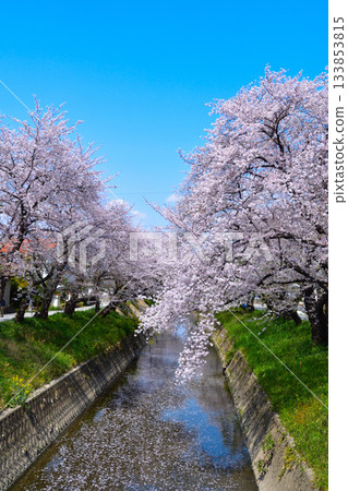 Cherry blossoms at Gojo River in Iwakura Cherry blossoms at Gojo River in Iwakura 133853815