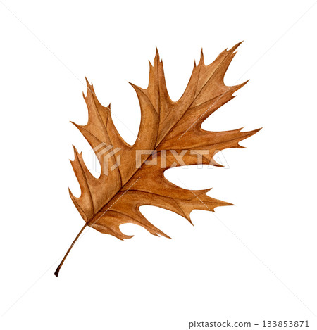 Watercolor illustration of a brown oak leaf with detailed veins and natural texture. Hand-painted style. Good for autumn designs, postcards, botanical prints, patterns, scrapbooking and seasonal decor Watercolor illustration of a brown oak leaf with detailed veins and natural texture. Hand-painted style. Good for autumn designs, postcards, botanical prints, patterns, scrapbooking and seasonal decor 133853871