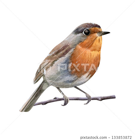 Robin. Watercolor illustration of a small bird with an orange breast perched on a twig. Painted in a realistic botanical style. Good for nature prints, greeting cards, invitations and seasonal designs Robin. Watercolor illustration of a small bird with an orange breast perched on a twig. Painted in a realistic botanical style. Good for nature prints, greeting cards, invitations and seasonal designs 133853872