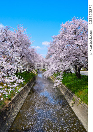 岩倉五條川的櫻花 133853873