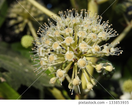 八角金盤（Fatsia japonica）的花朵，八角金盤是五加科的常綠灌木，原產於日本。 133853935