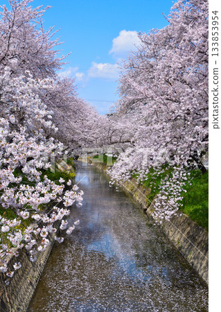 Cherry blossoms at Gojo River in Iwakura Cherry blossoms at Gojo River in Iwakura 133853954