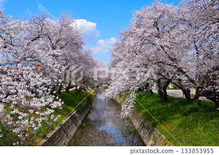 Cherry blossoms at Gojo River in Iwakura Cherry blossoms at Gojo River in Iwakura 133853955