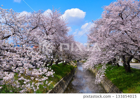 Cherry blossoms at Gojo River in Iwakura Cherry blossoms at Gojo River in Iwakura 133854015