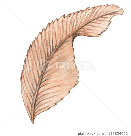 Pastel leaf hand drawn botanical illustration in natural brown tones 133854032
