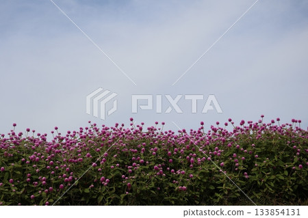 Scenery of a field of pink crape myrtle flowers in full bloom 133854131