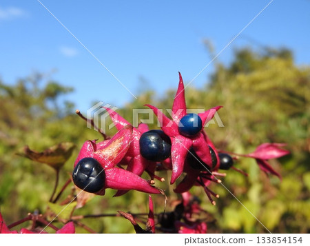 Rabbit fruit Rabbit fruit 133854154