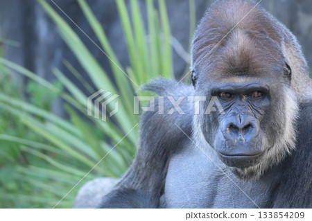 一張表情專注的大猩猩肖像 133854209