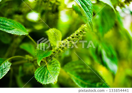Perilla is growing in the garden. Beefsteak plant in Korea 133854441
