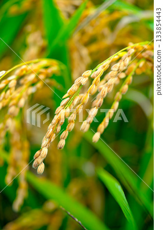 Rice. A large area of rice seedlings growing in the fields of Korea. 133854443