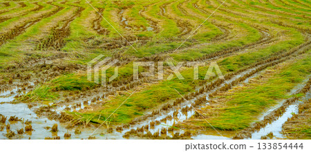 The rice fields after the rice harvest in Korea 133854444