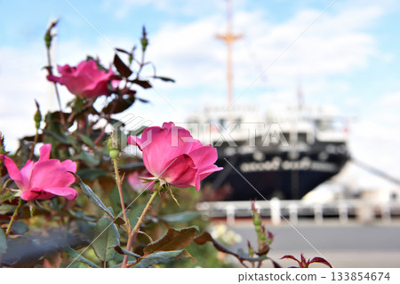 橫濱山下公園的紅玫瑰和冰川丸 133854674
