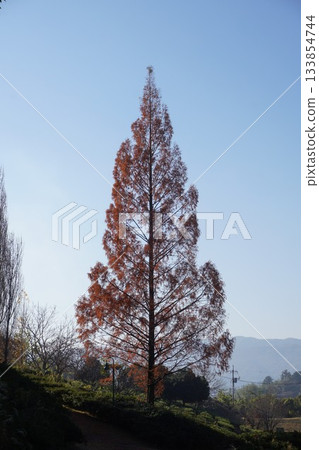 水杉（初冬時節，樹形清晰可見） 133854744