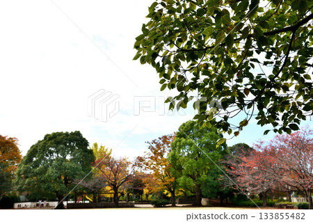 Autumn leaves shining through the sunlight 133855482