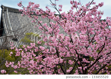 Red plum blossoms at Seiryoji Temple Red plum blossoms at Seiryoji Temple 133855520